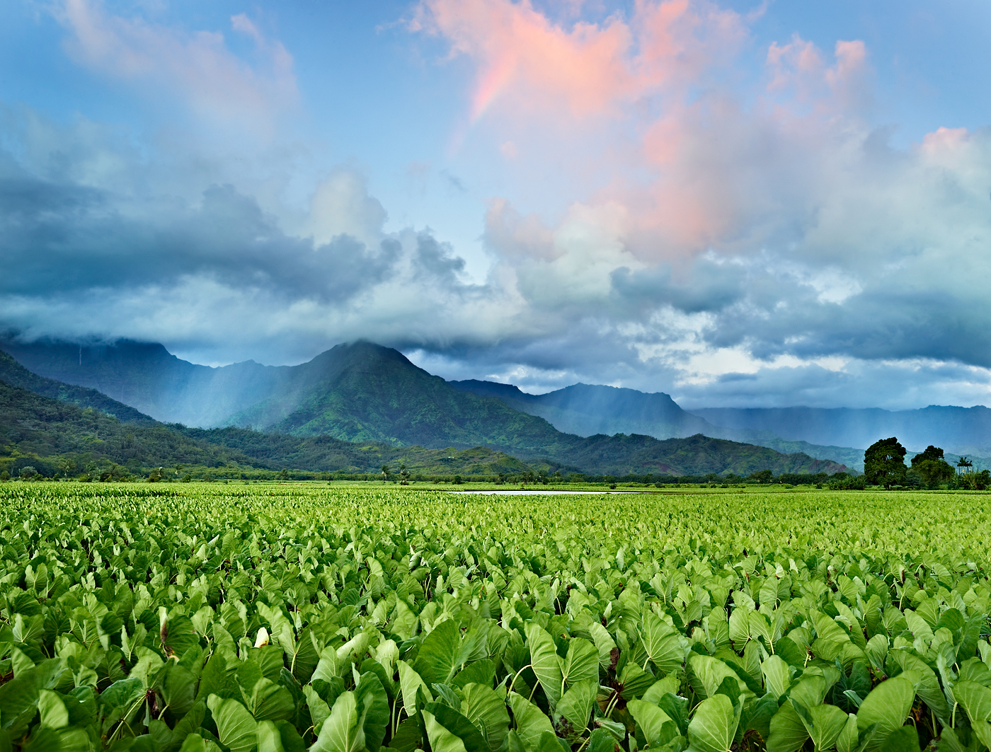 Taro Fields by Peter Adams. 